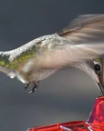 Helvano | Kolibri-Futterstation zum Aufhängen mit Ameisenschutz