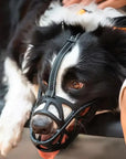 Helvano | Hundemaulkorb mit Verstellbarem Riemen