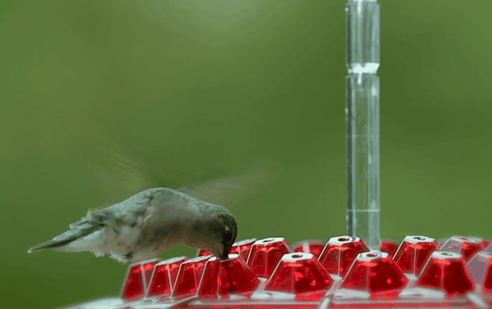 Helvano | Kolibri-Futterstation zum Aufhängen mit Ameisenschutz