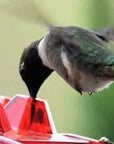Helvano | Kolibri-Futterstation zum Aufhängen mit Ameisenschutz
