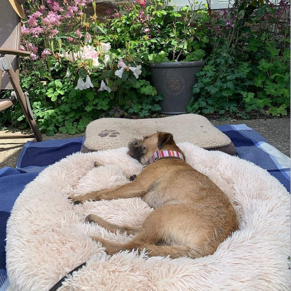 Helvano | Kuscheliges Hundebett mit weicher Polsterung