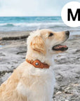 Helvano | GPS-Hundehalsband mit weltweitem Tracking