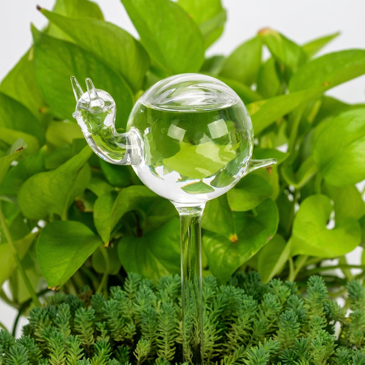 Helvano | Selbstbewässernder Glas-Blumentopf für Zimmerpflanzen
