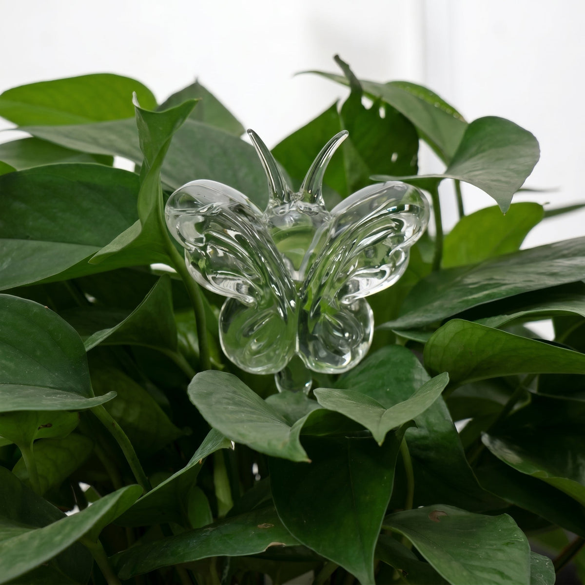 Helvano | Selbstbewässernder Glas-Blumentopf für Zimmerpflanzen