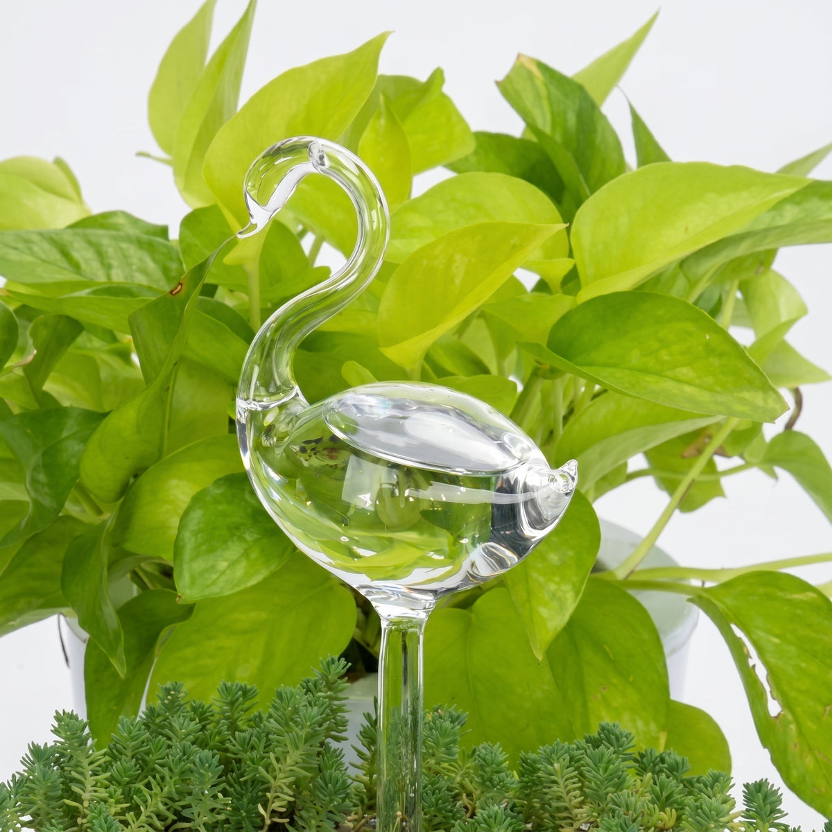 Helvano | Selbstbewässernder Glas-Blumentopf für Zimmerpflanzen
